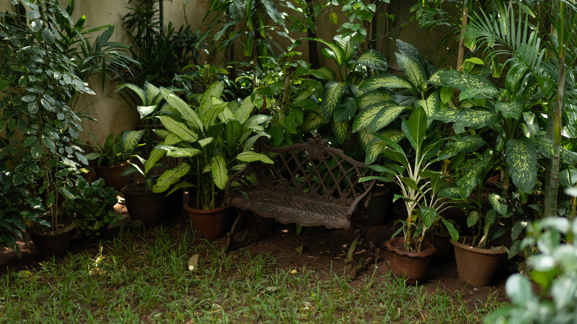 A leafy and green lawn with a rustic bench tucked in